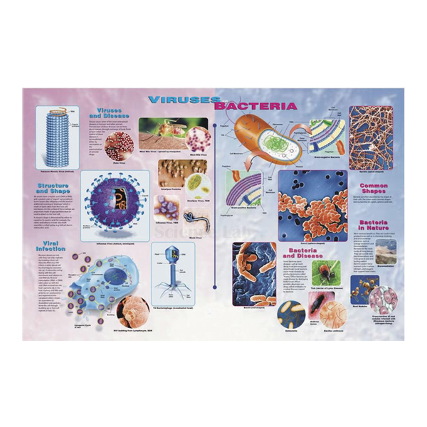 Viruses & Bacteria Poster